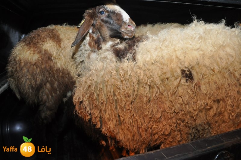 3eed ludj j31 (28).JPG